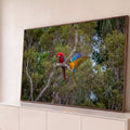 Arara vermelha e arara azul e amarela de asas abertas num galho seco na floresta verde, quadro decorativo