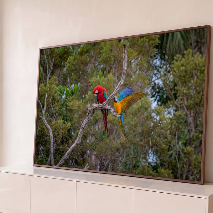 Arara vermelha e arara azul e amarela de asas abertas num galho seco na floresta verde, quadro decorativo