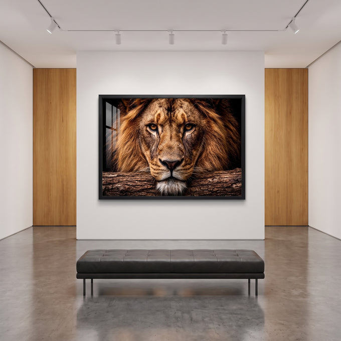 Quadro Decorativo Leão Majestoso com Olhos Âmbar em Fundo em galeria de arte privada - quadros decorativos para sala
