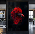 Peixe Betta vermelho com barbatanas longas e esvoaçantes sobre fundo preto, quadro decorativo
