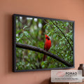 Pássaro cardeal vermelho pousado em galho molhado com folhas verdes e gotas de chuva, quadro decorativo