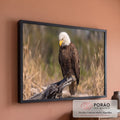 Águia-de-cabeça-branca pousada em tronco seco com capim dourado desfocado ao fundo, quadro decorativo